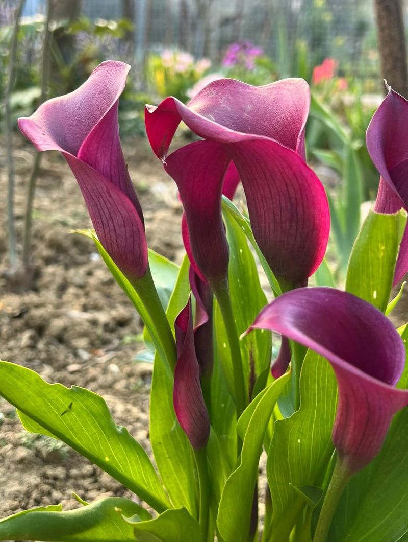Calla Lily