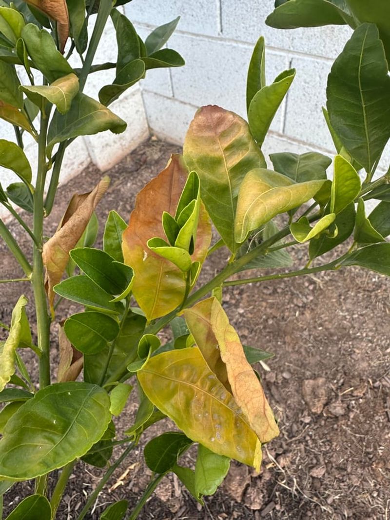 Citrus Looks Tough But Still Feels The Heat