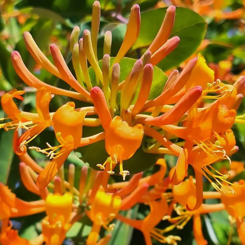 Mexican Bush Honeysuckle