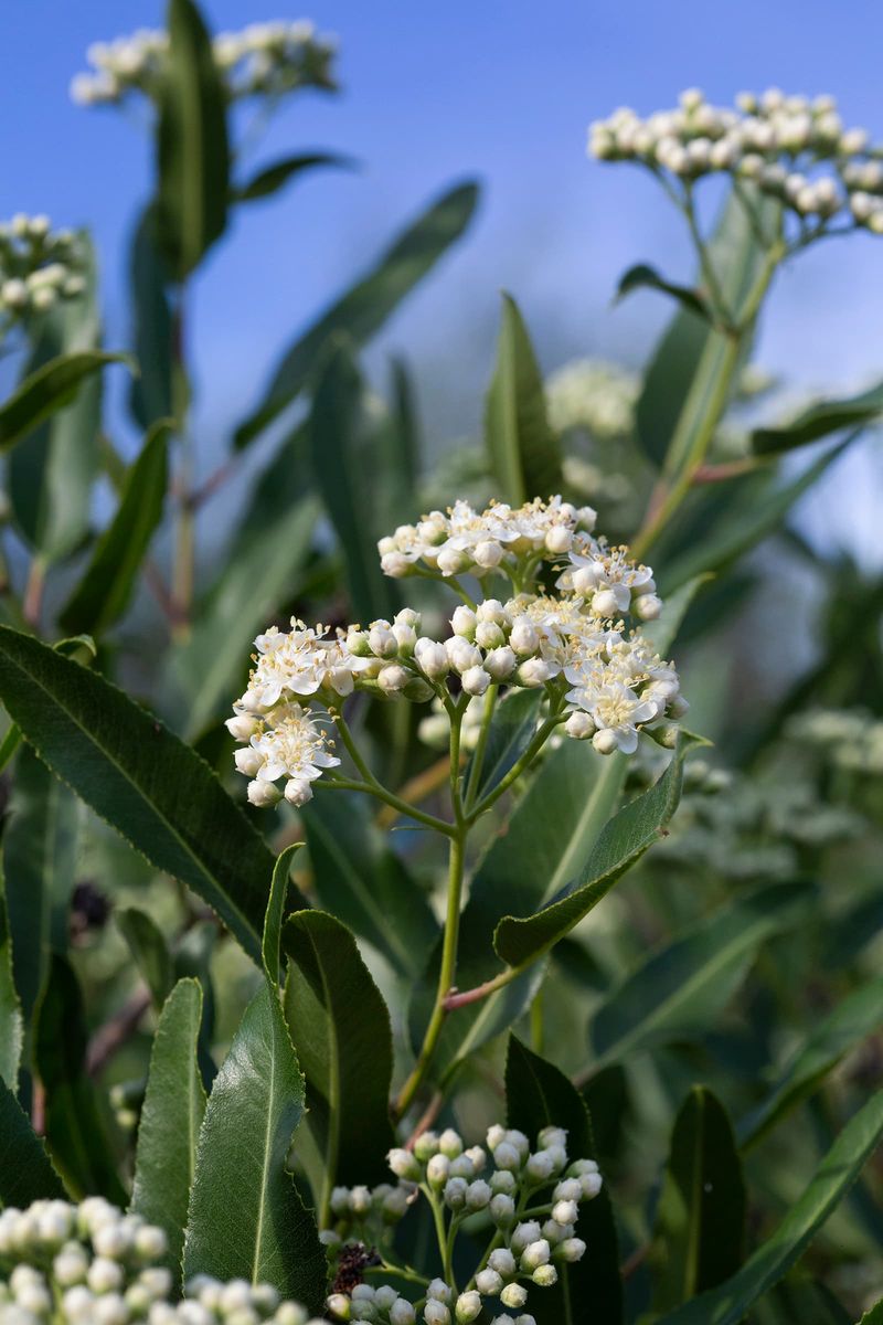 Arizona Rosewood Maintains Steady Evergreen Growth Through Heat