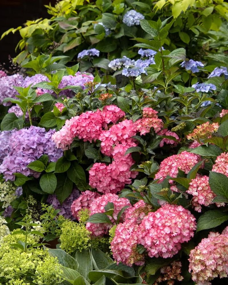 French Hydrangea Brings Big Blooms To Shadier Spots