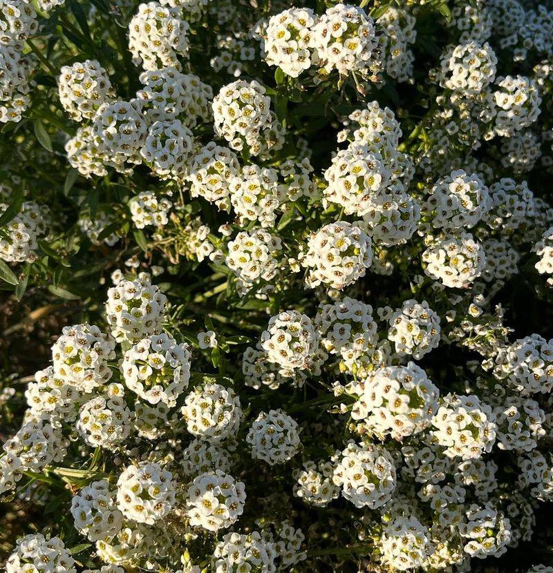 White Stream Lobularia Softens Every Edge