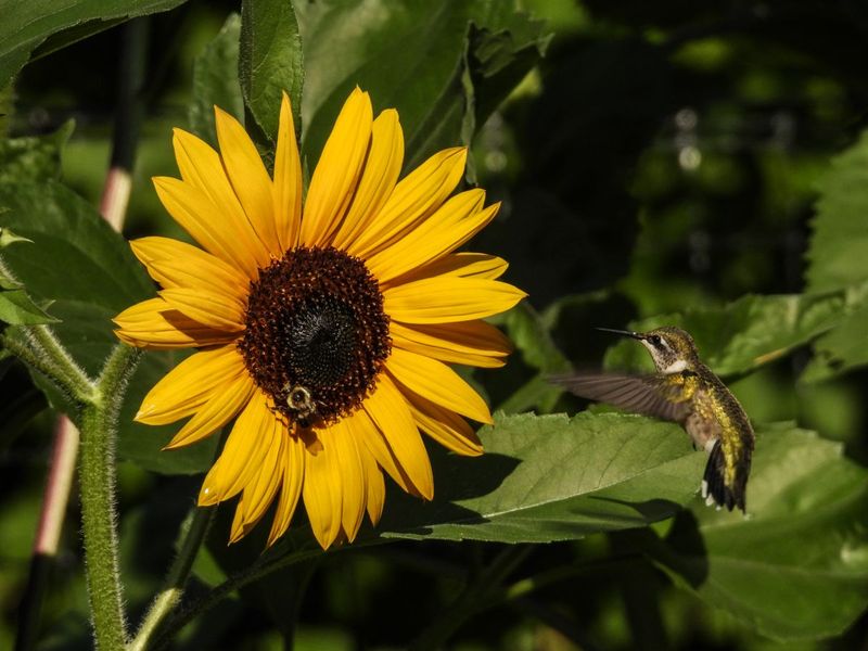Sunflower Supports Pollinators With Bold Blooms