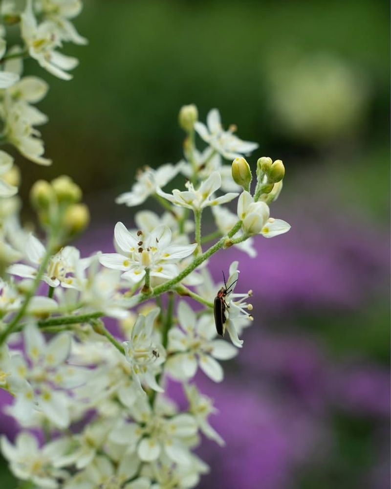 Foamflower 