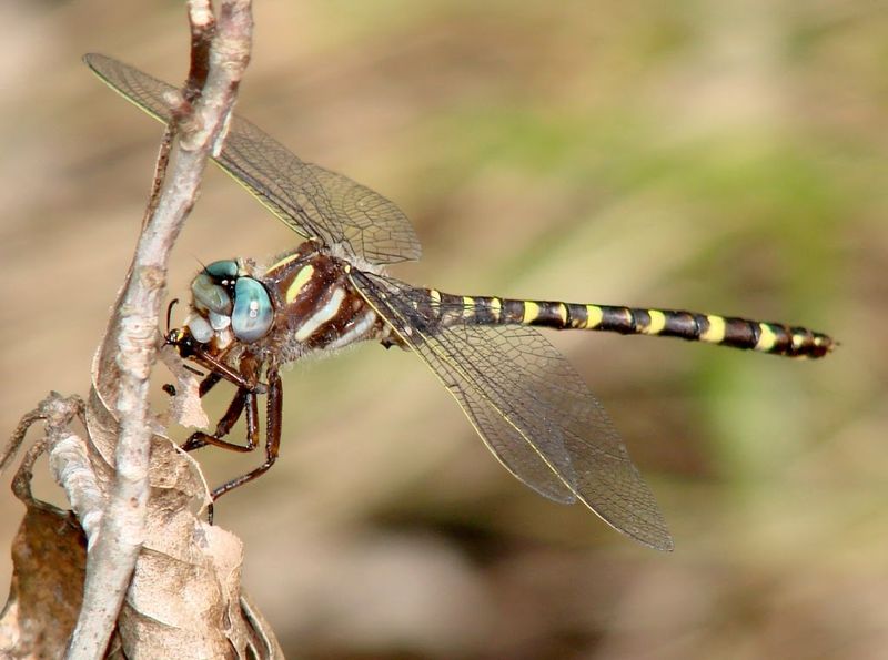Native Sedge Plantings Help Tie Moist Garden Zones Together