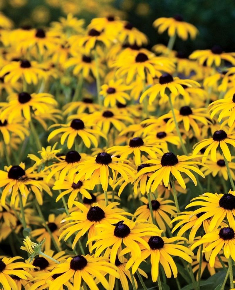 Black-Eyed Susan (Rudbeckia hirta)