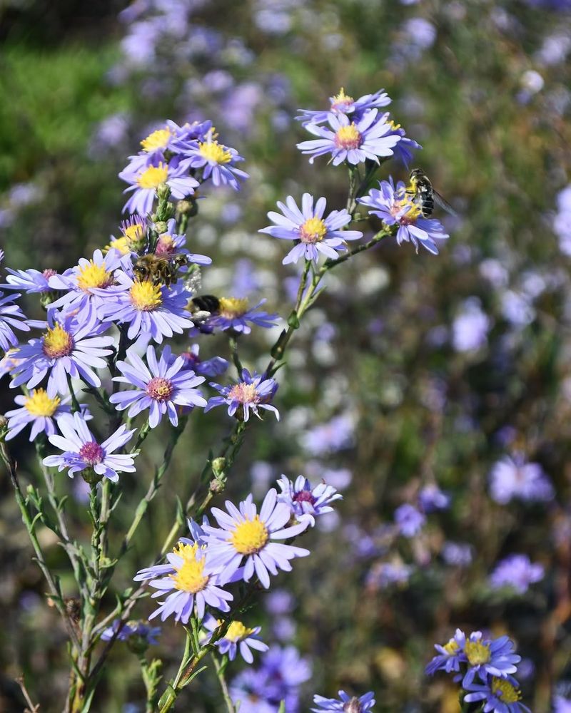 Smooth Blue Aster That Extends The Show
