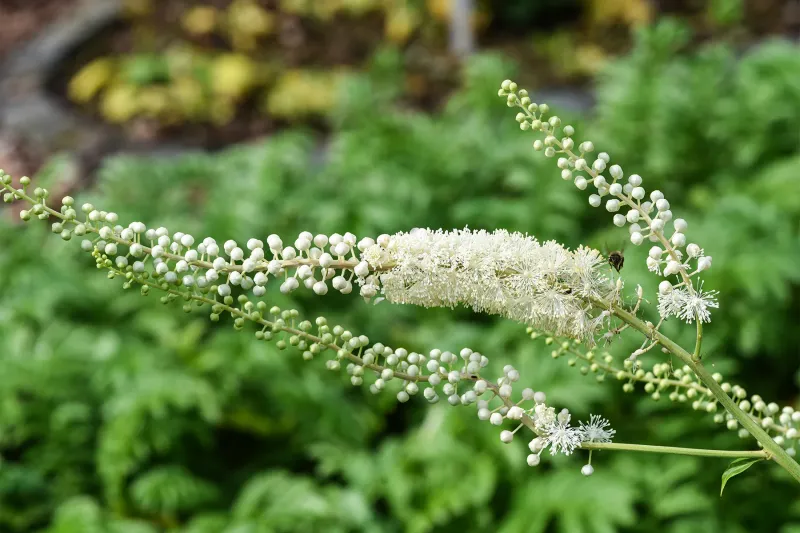 Black Cohosh 