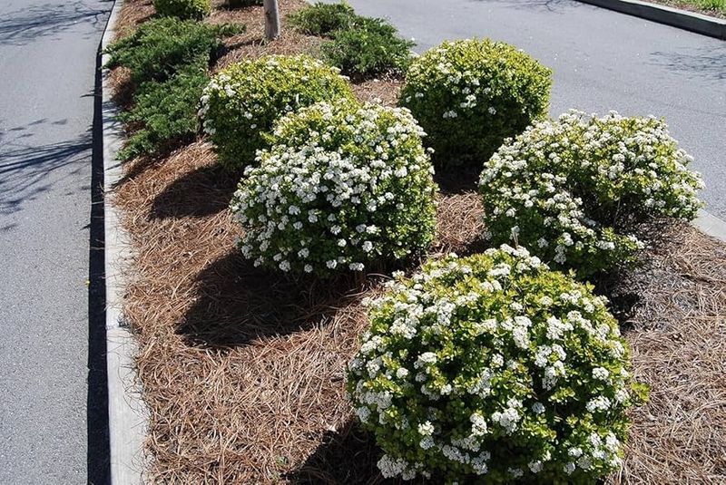 Walter's Viburnum 'Densa' Fills Space Without Feeling Crowded
