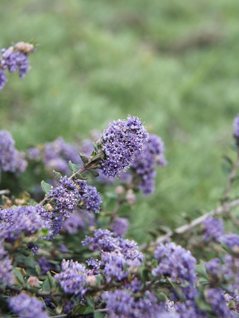 Point Reyes Ceanothus