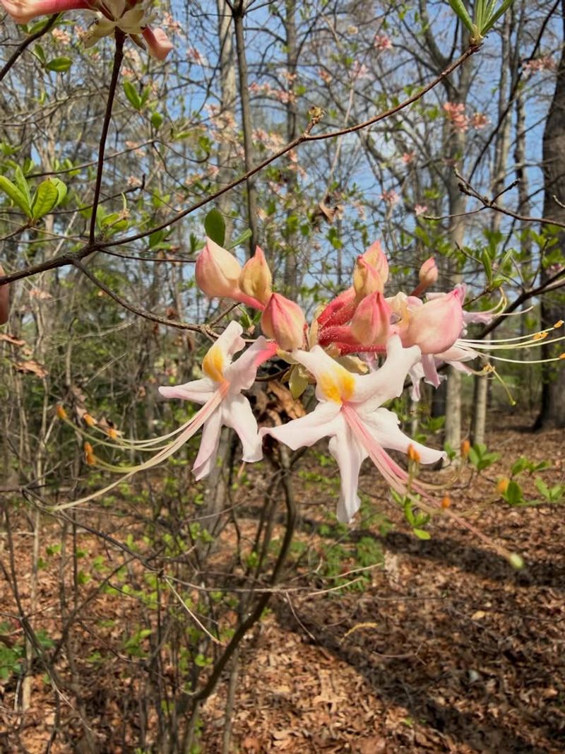 Native Azaleas (Rhododendron canescens and Others)