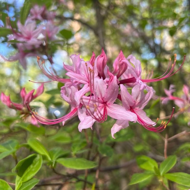 Pinxterbloom Azalea (Rhododendron periclymenoides)