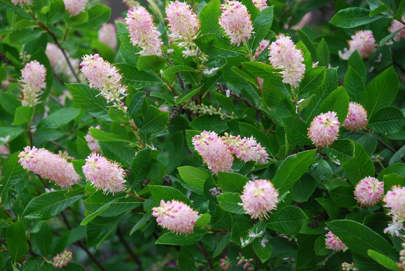 Summersweet With Sweet Summer Fragrance