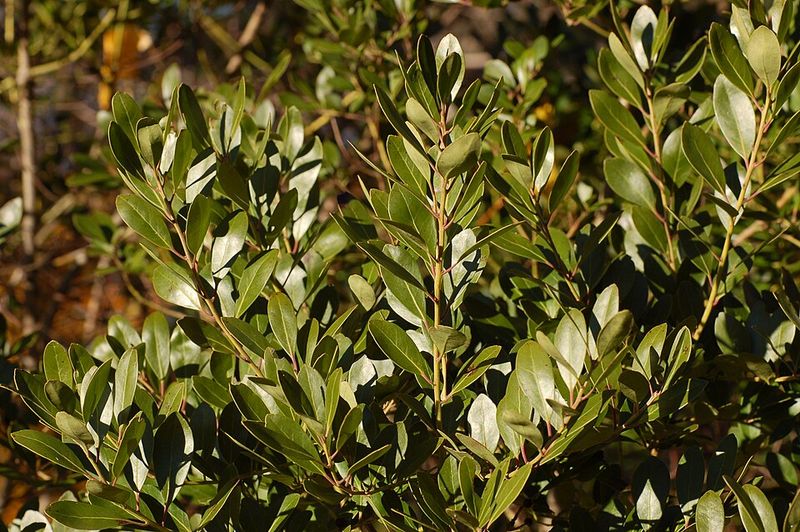 Inkberry Holly Stays Compact And Forms A Tight Hedge