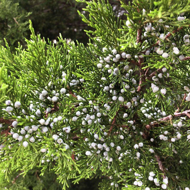 Eastern Redcedar