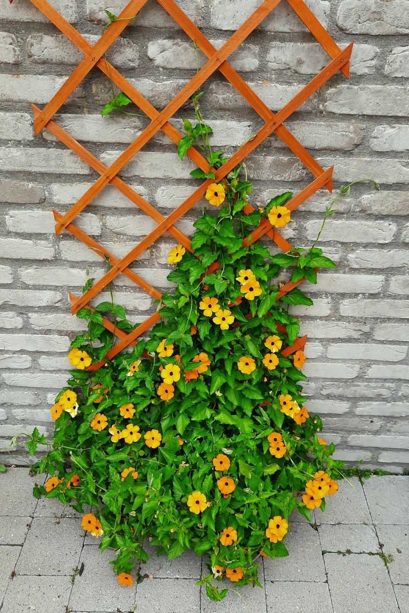 Black-Eyed Susan Vine Climbs Fast In Sunny Spots