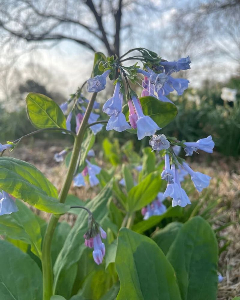 Virginia Bluebells Create A Soft Spring Display