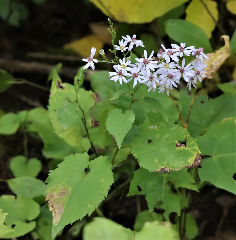 Blue Wood Aster Bringing Sky To The Forest