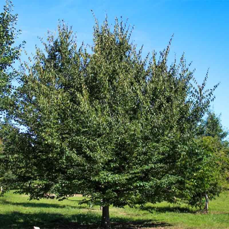 American Hornbeam (Carpinus caroliniana)