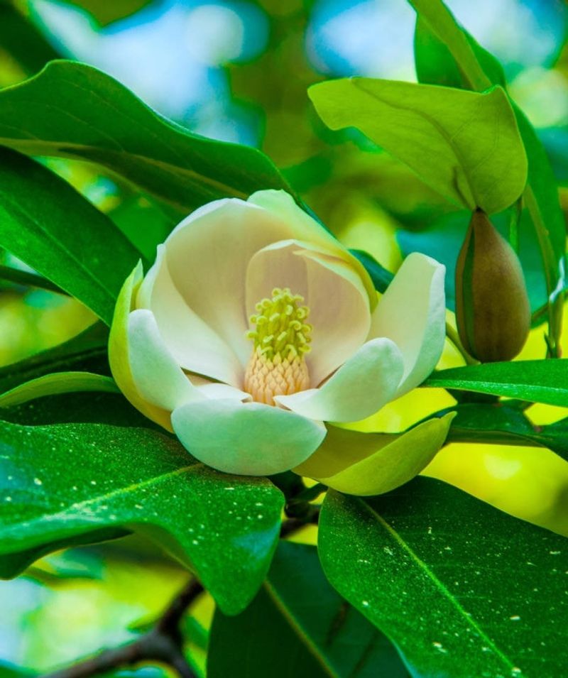 Sweetbay Magnolia (Magnolia virginiana)