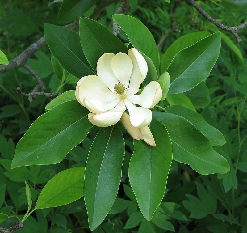 Sweetbay Magnolia (Magnolia virginiana)
