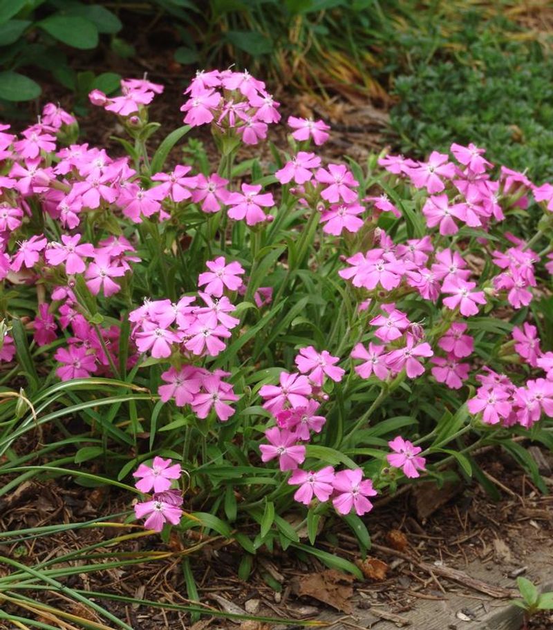 Wild Pink Bright And Full Of Spring Energy