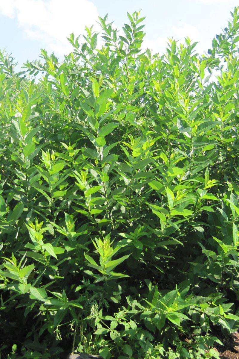 Blue-Leaved Willow Bringing Unique Foliage Color