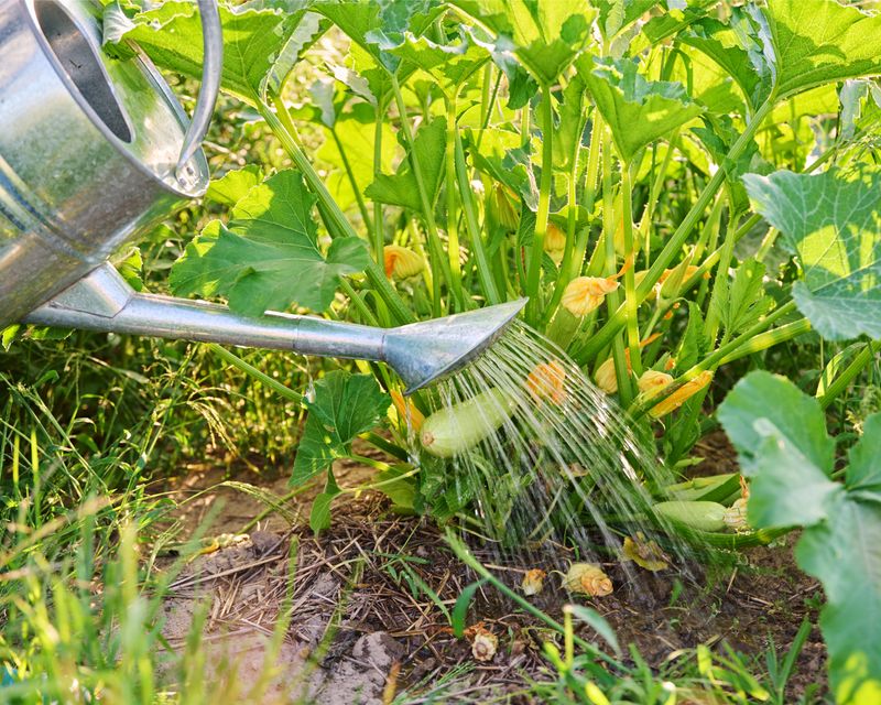 Zucchini