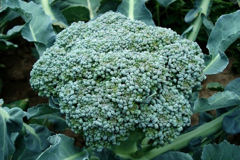Broccoli (Transplants)