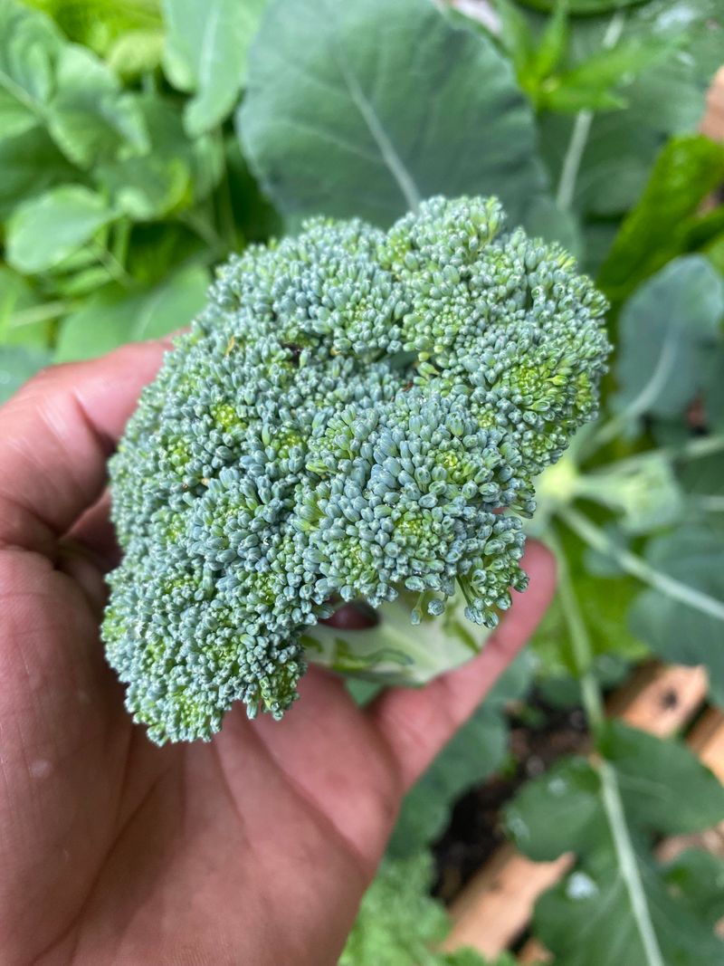 Broccoli