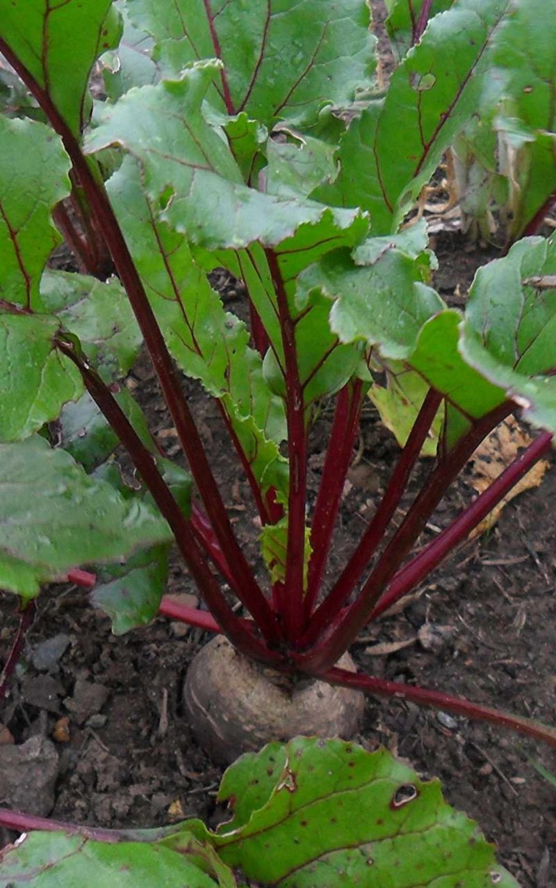 Beets (Beta vulgaris)