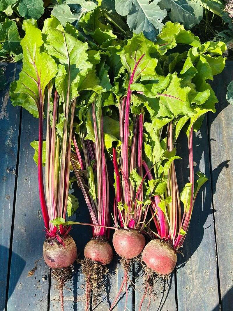 Beets (Beta vulgaris)