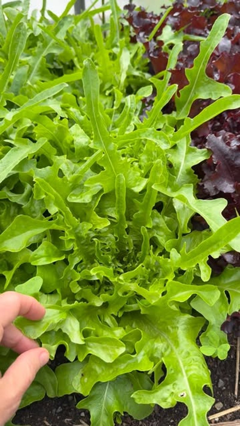 Lettuce (Lactuca sativa)