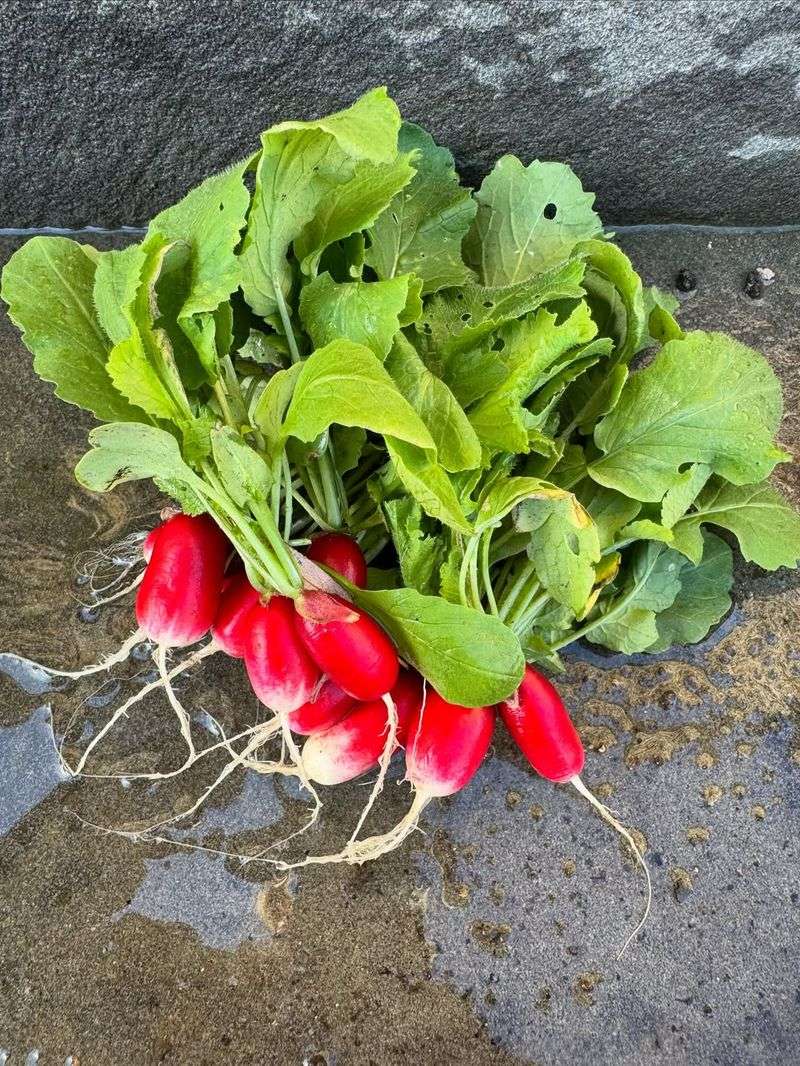 Radishes (Raphanus sativus)