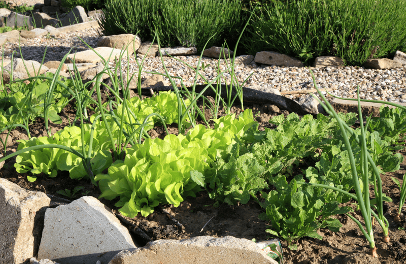 Lettuce (Lactuca sativa)