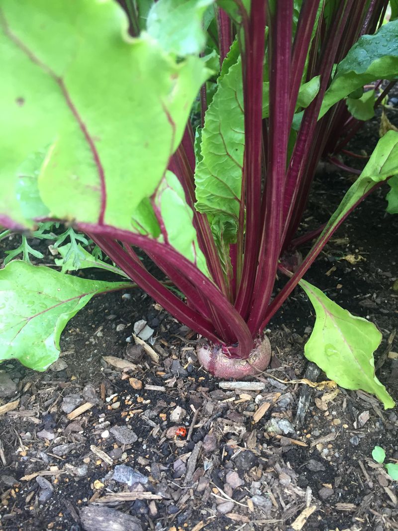 Beets Build Steady Growth Through Early Season Conditions