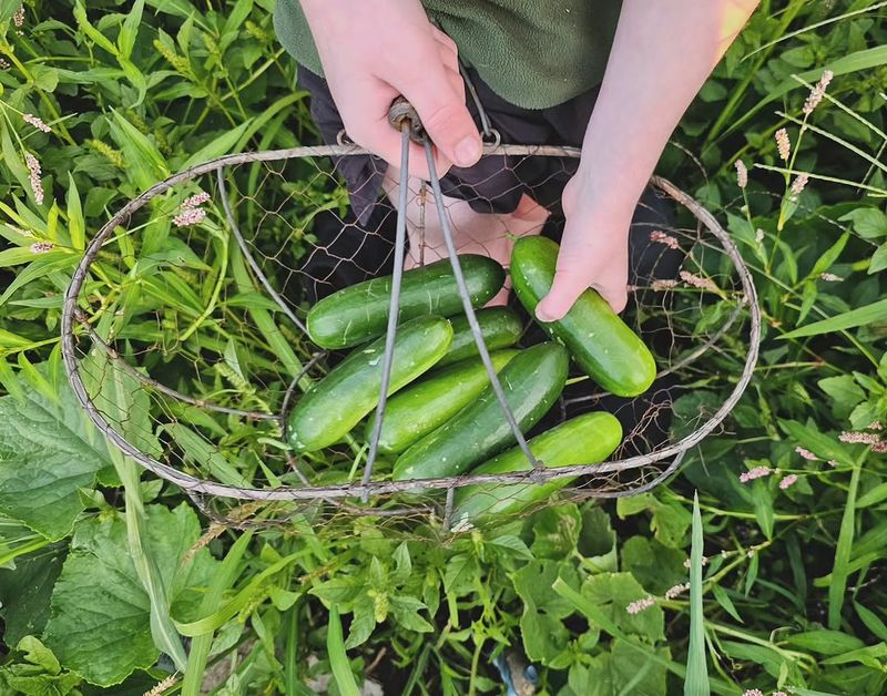 Cucumbers For Fresh Crunch Straight From The Vine