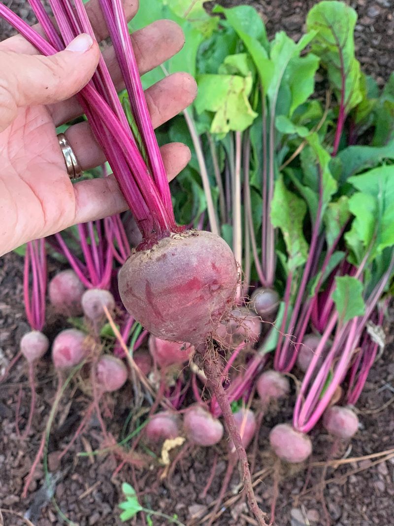 Beets Are A Cool-Season Champion In Northern Michigan