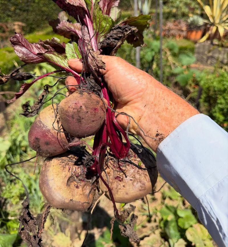 Beets Adapt To Different Seasons With Proper Timing