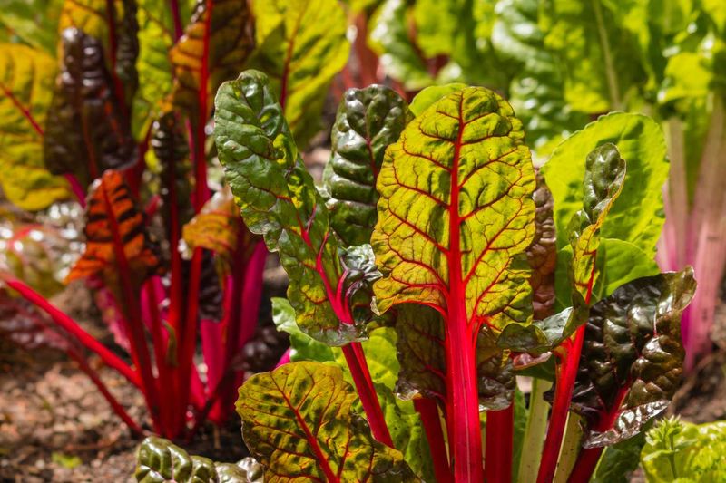 Swiss Chard Offers Colorful Leaves And A Long Harvest