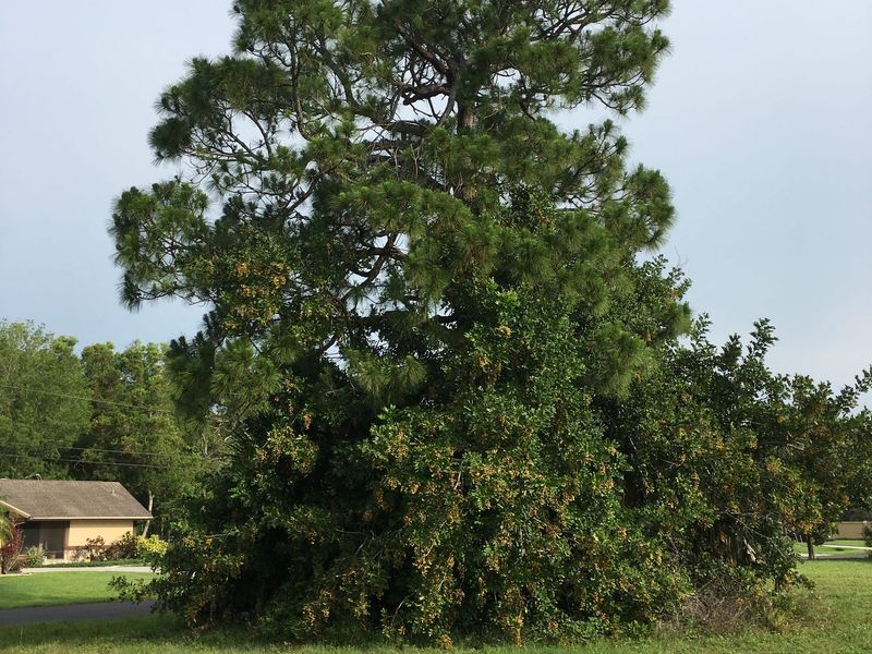 Melaleuca Has No Business Staying In Florida Yards