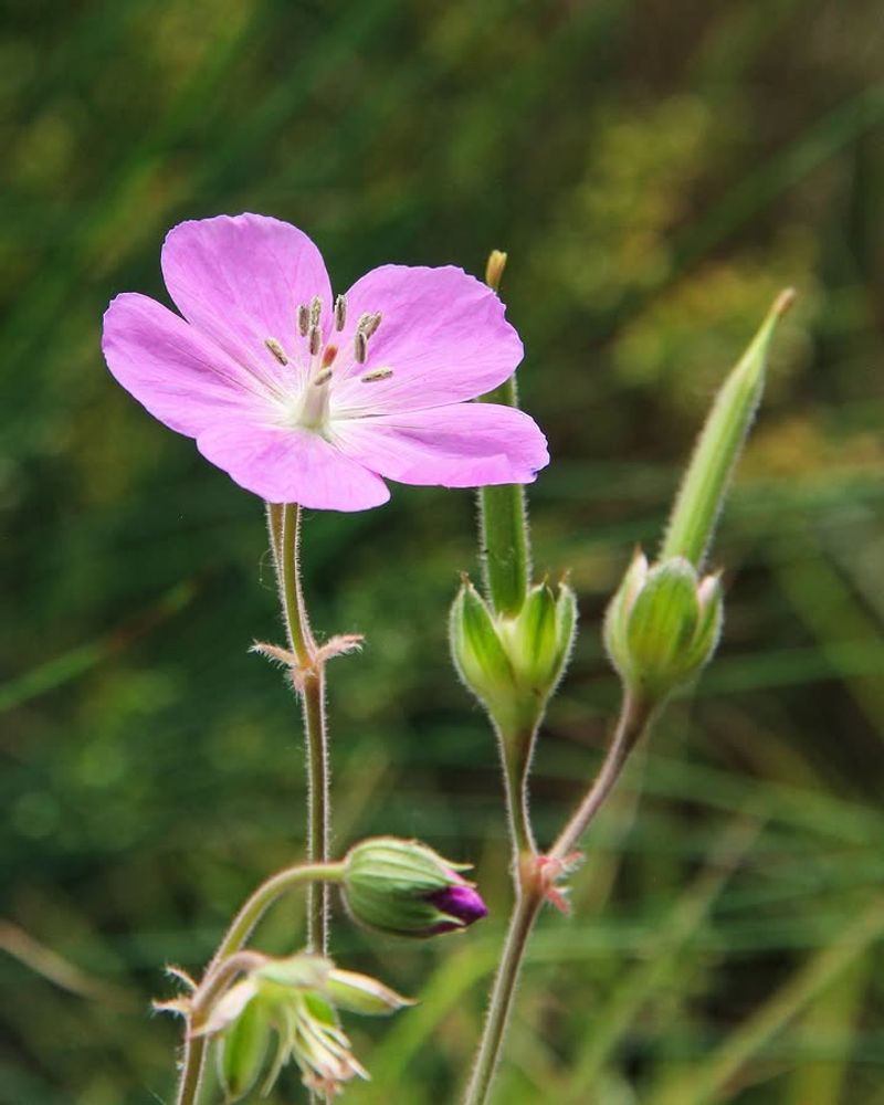 Hardy Geranium