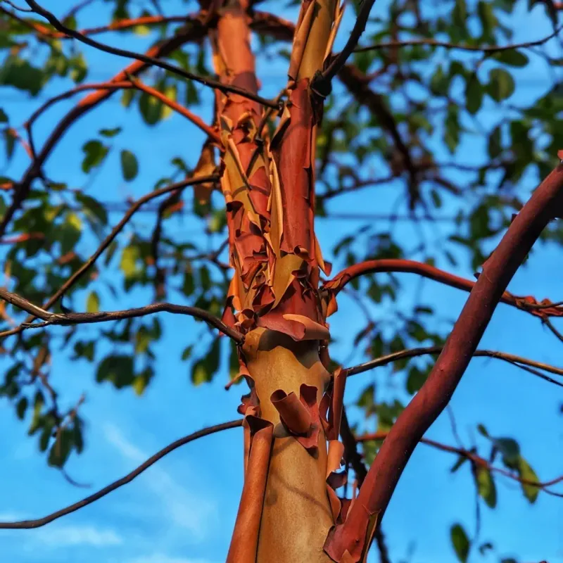 Pacific Madrone