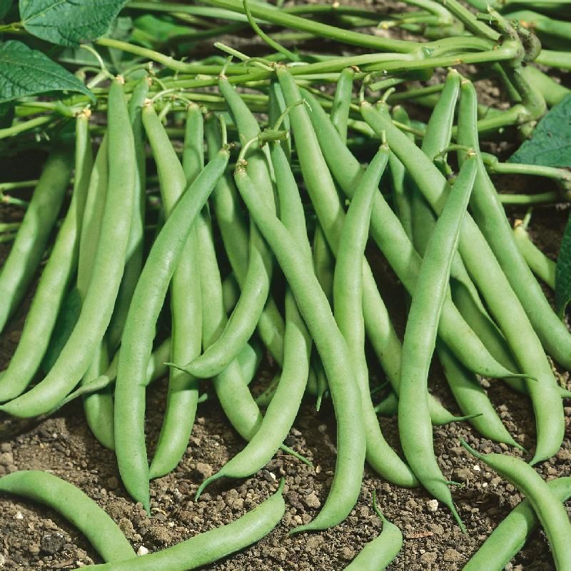 Bush Beans Are A Quick Win Before April Ends