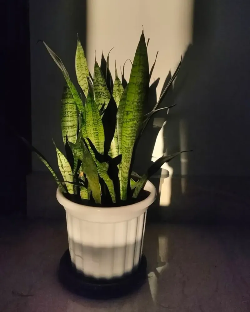 Snake Plant Thrives In Low Light Corners