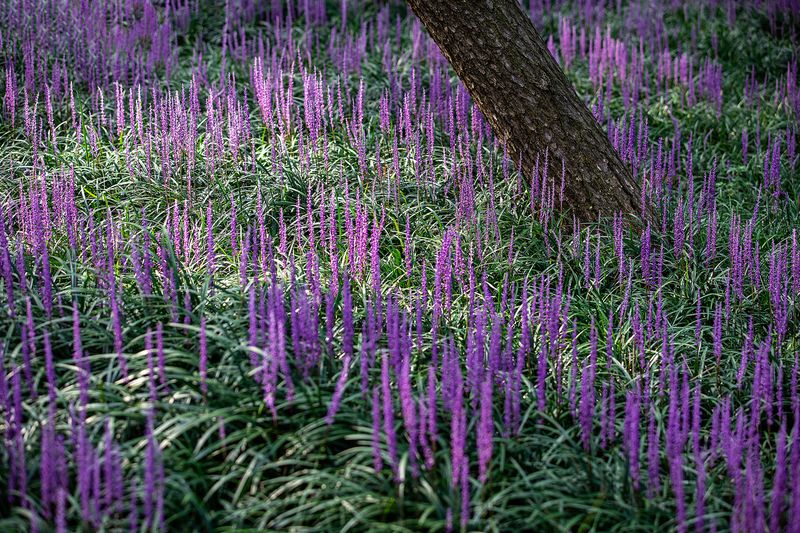 Liriope Forms Tough Groundcover Under Trees