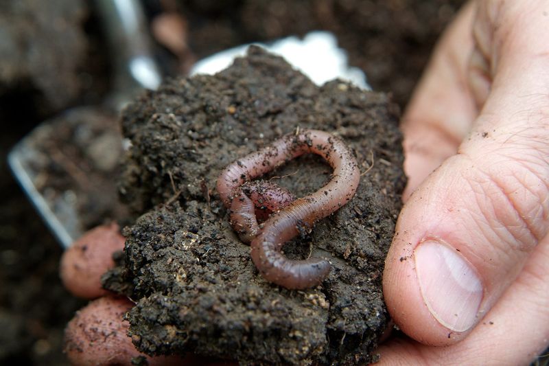 Earthworms Improve Your Michigan Soil In A Big Way