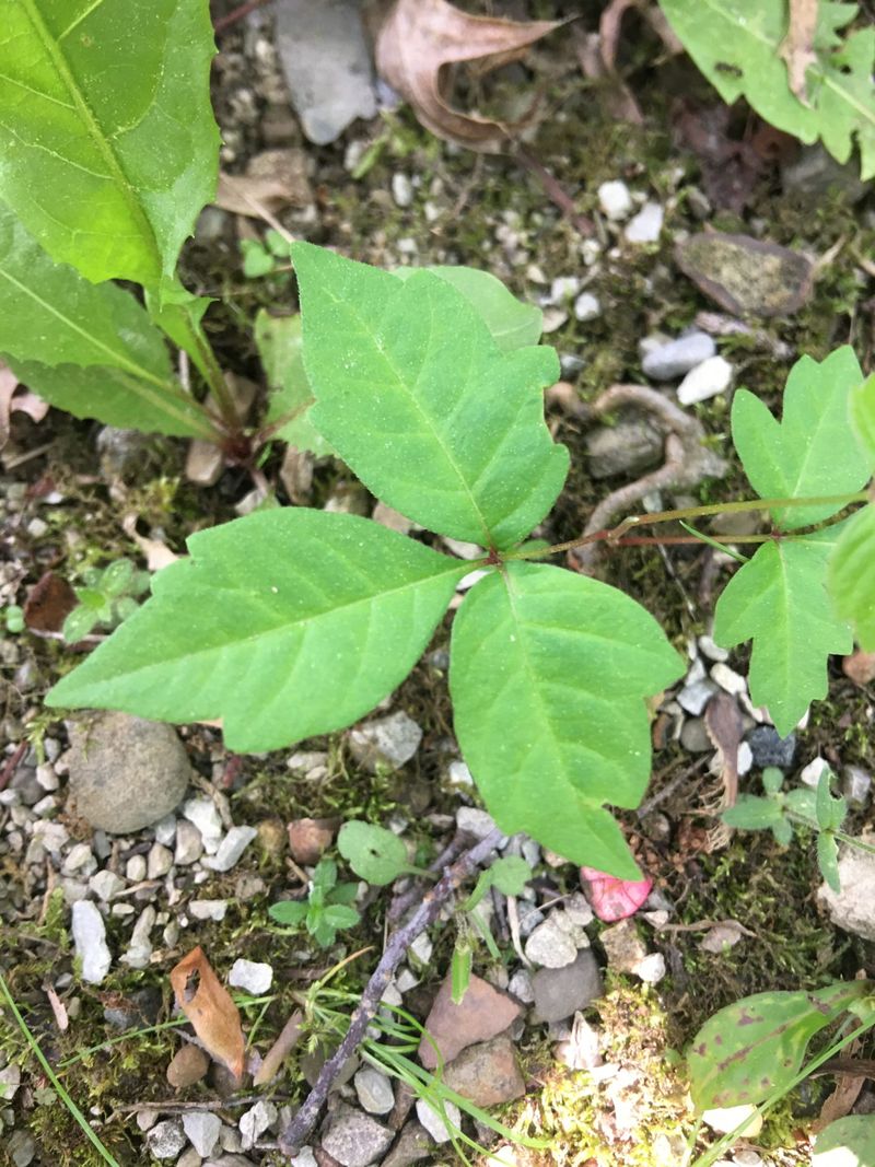 Poison Ivy Is The Most Common Hidden Hazard