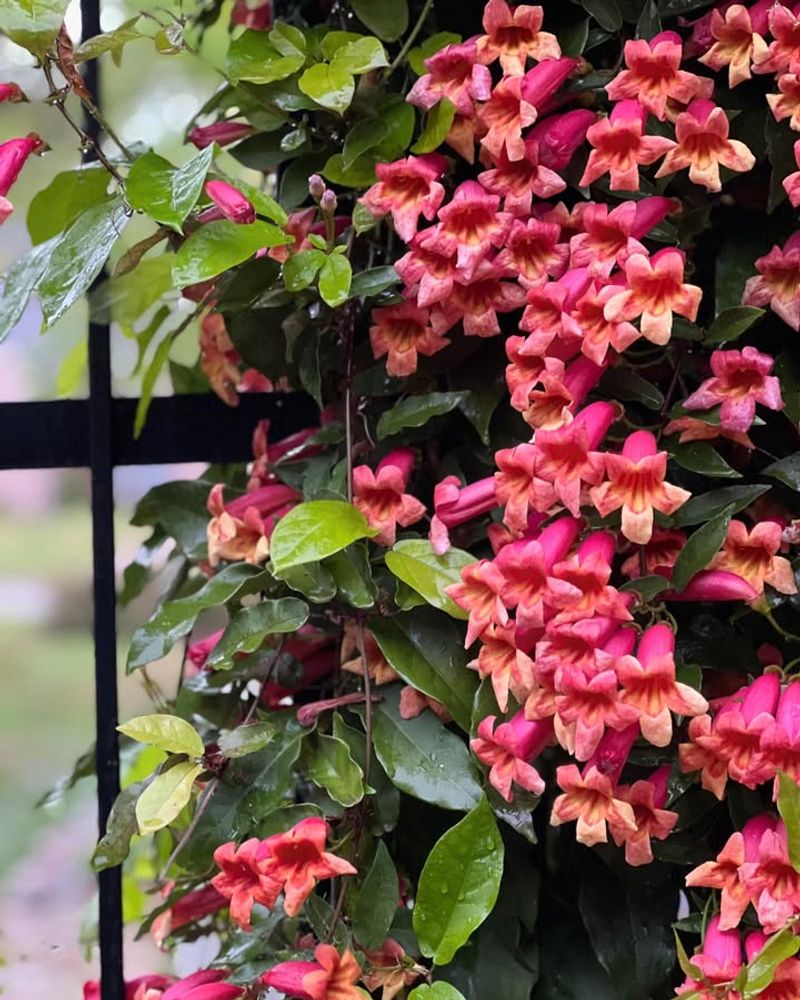 Tangerine Beauty Crossvine Grows Well With Support And Seasonal Care
