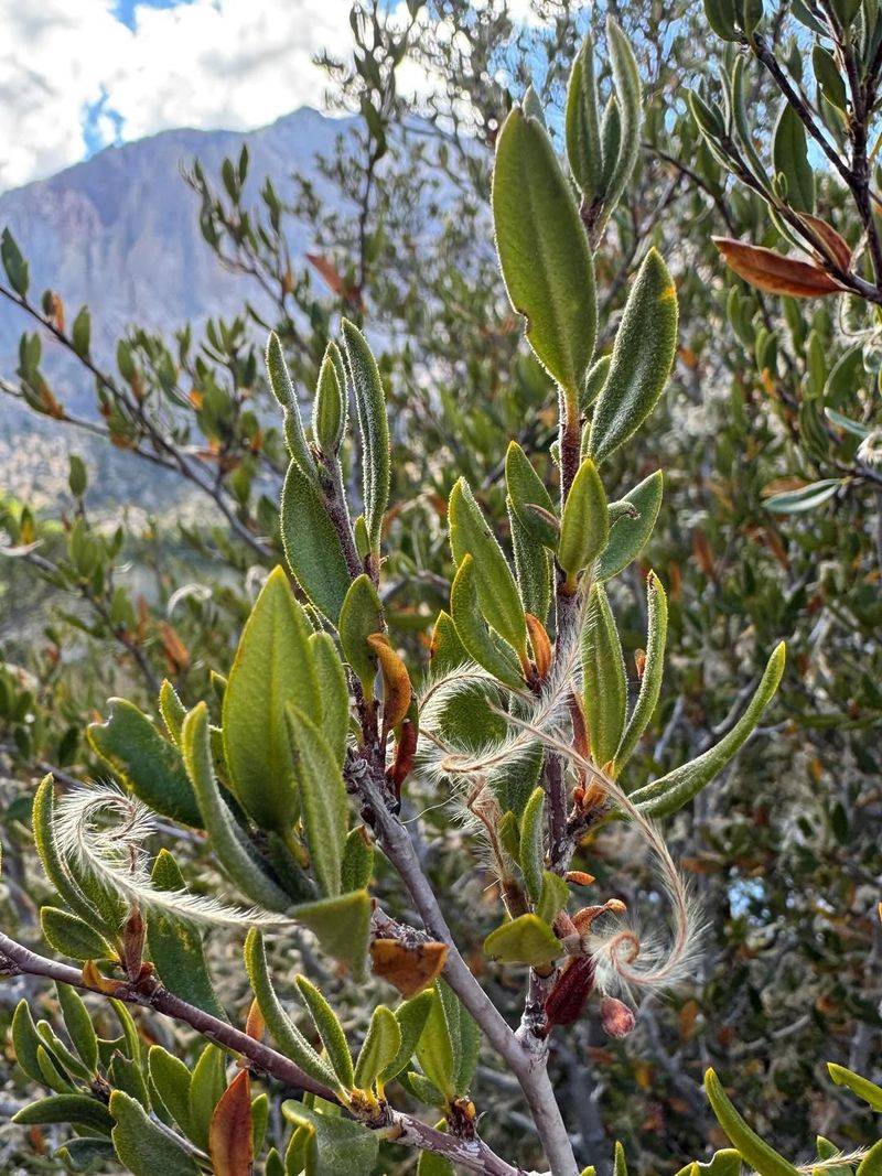 Mountain Mahogany